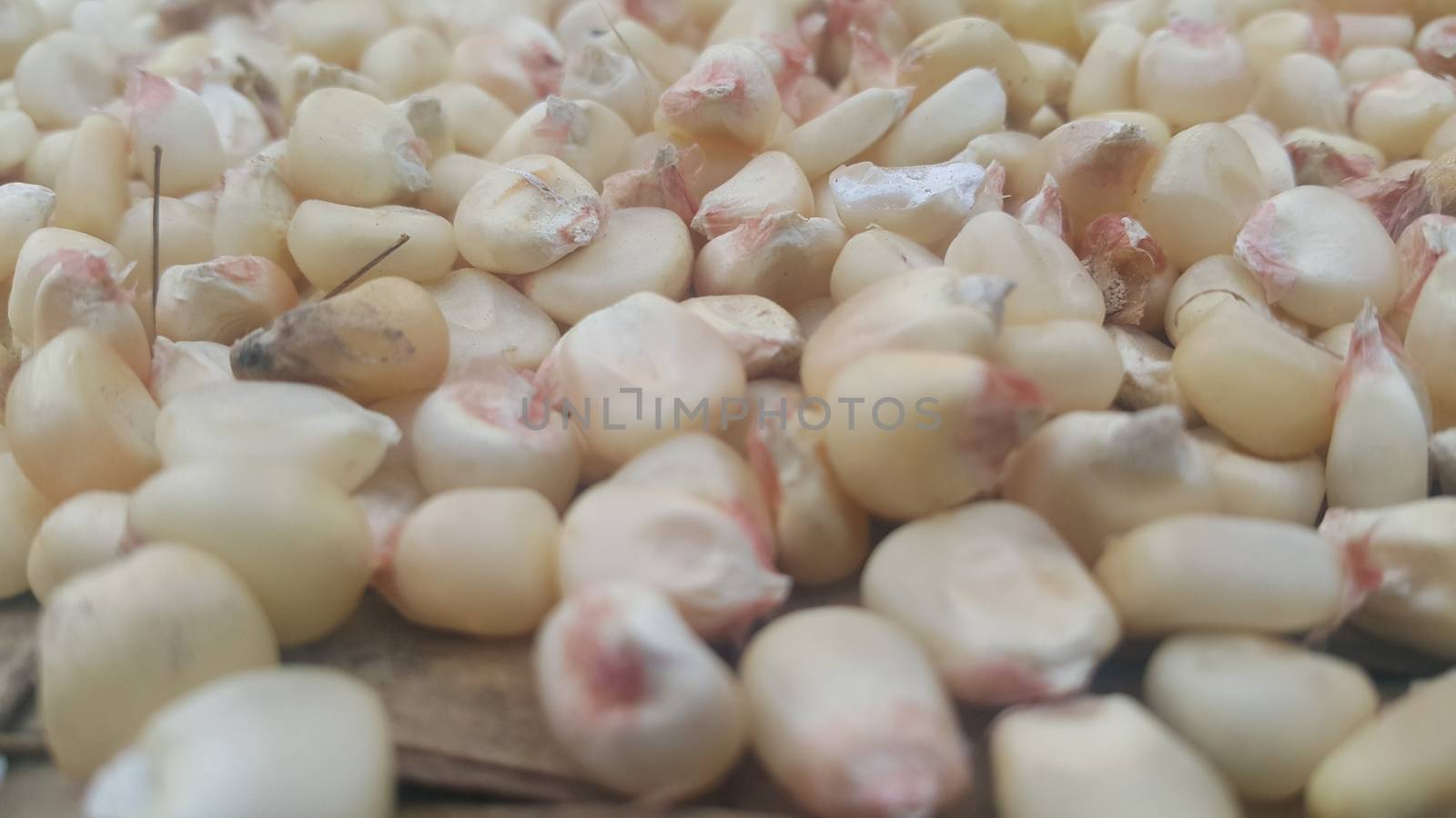 Closeup selectively focues view of jowar (Sorghum) arrange as background. Food background for text and advertisements