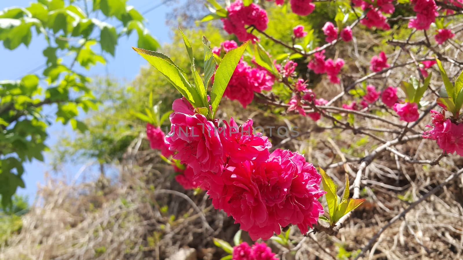 Close up view of several pink flowers with pink petals in spring season. A flower background for text and love messages