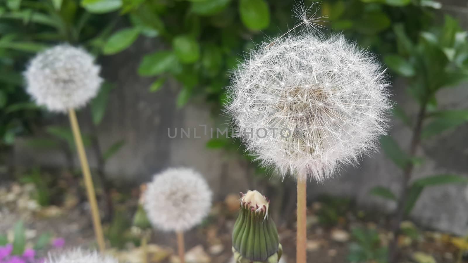 Delicate fluffy flower selectively focused on a blurred green leaves background. A closeup view with selective focus