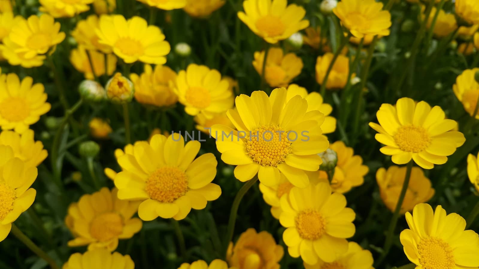 Closeup view of lovely yellow flower against a green leaves blurred background. This flower is found in South Korea.