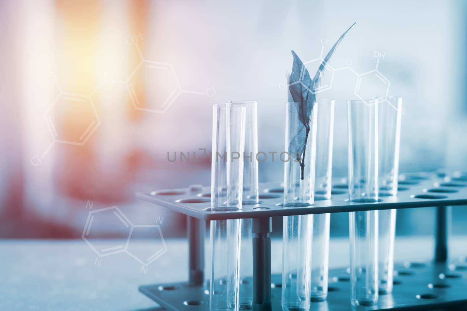 Laboratory research concept. Hearb in test tube with molecular chemical background. Natural organic extraction. Cosmatic or drugs reserch.