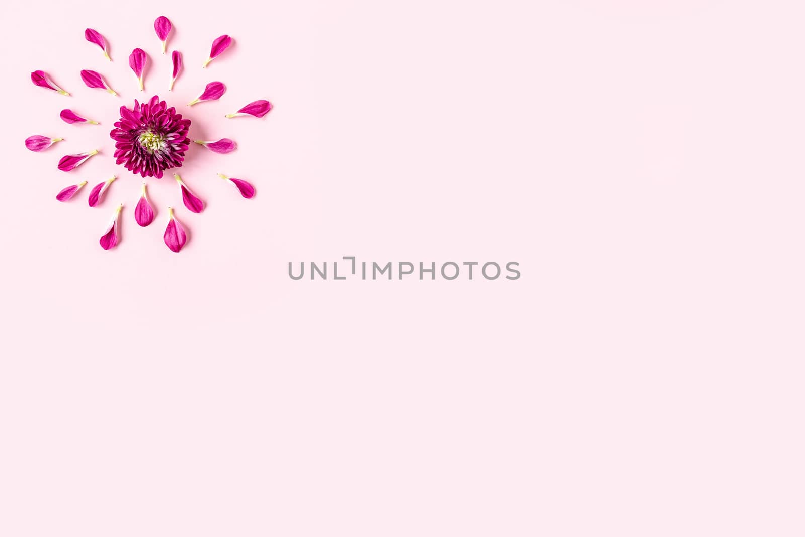 pink chrysanthemum on a pink background with a space for text. layout of pink and green petals on a pink background with space for text. concept of women's holiday, spring holiday, Valentine's day by Pirlik