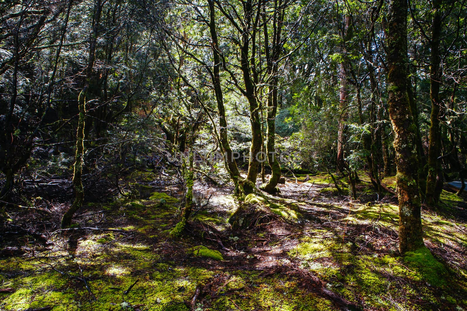 The famous Enchanted Walk and landscape in Cradle Mountain, Tasmania, Australia