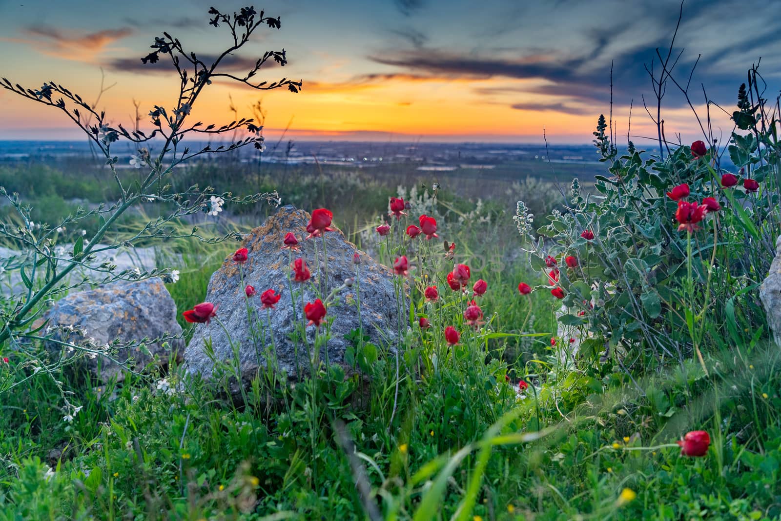 Red Flowers and green grass in ecology walk for nature