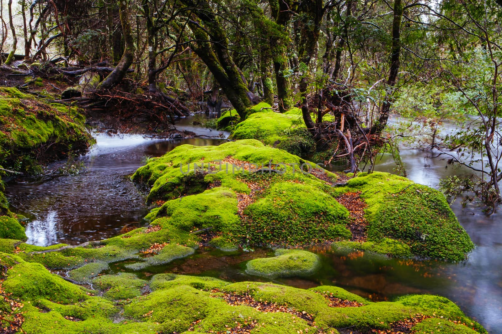 The famous Enchanted Walk and landscape in Cradle Mountain, Tasmania, Australia