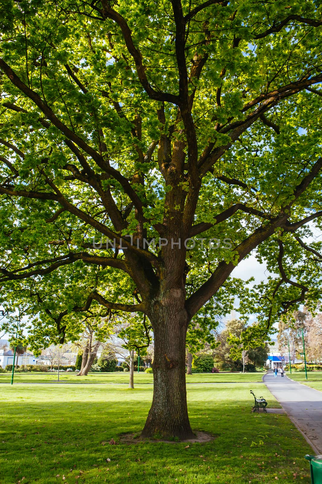 Launceston City Park on a cold spring day in Tasmania, Australia