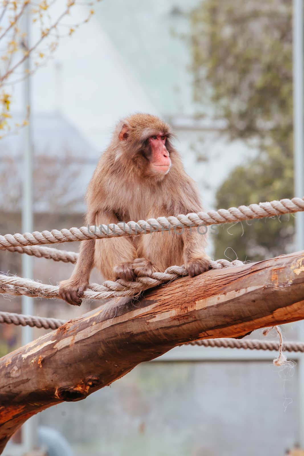 The popular free public zoo in Launceston City Park in Tasmania Australia