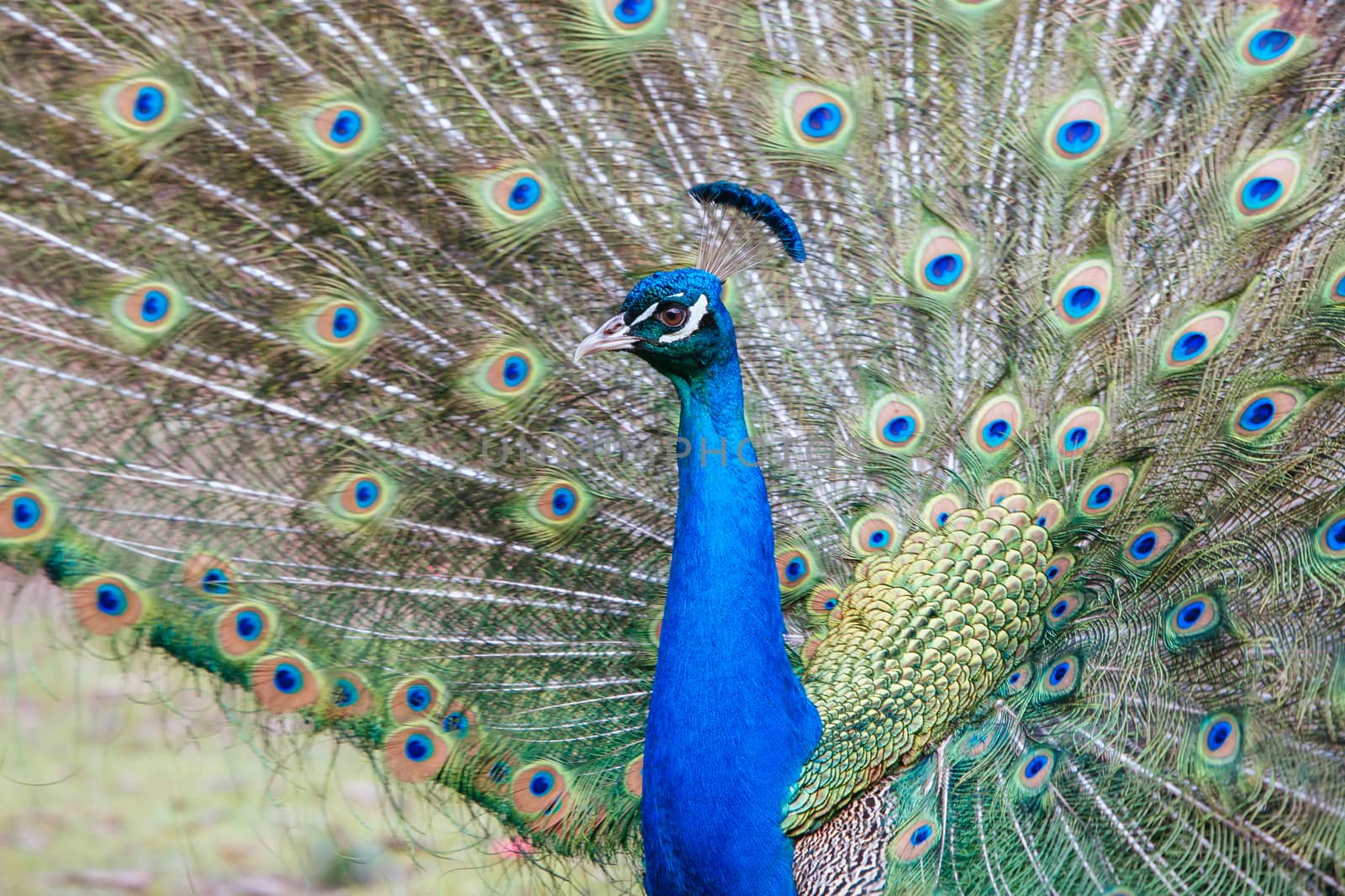 A wild peacock roams the gardens of Cataract Gorge in Launceston, Tasmania Australia