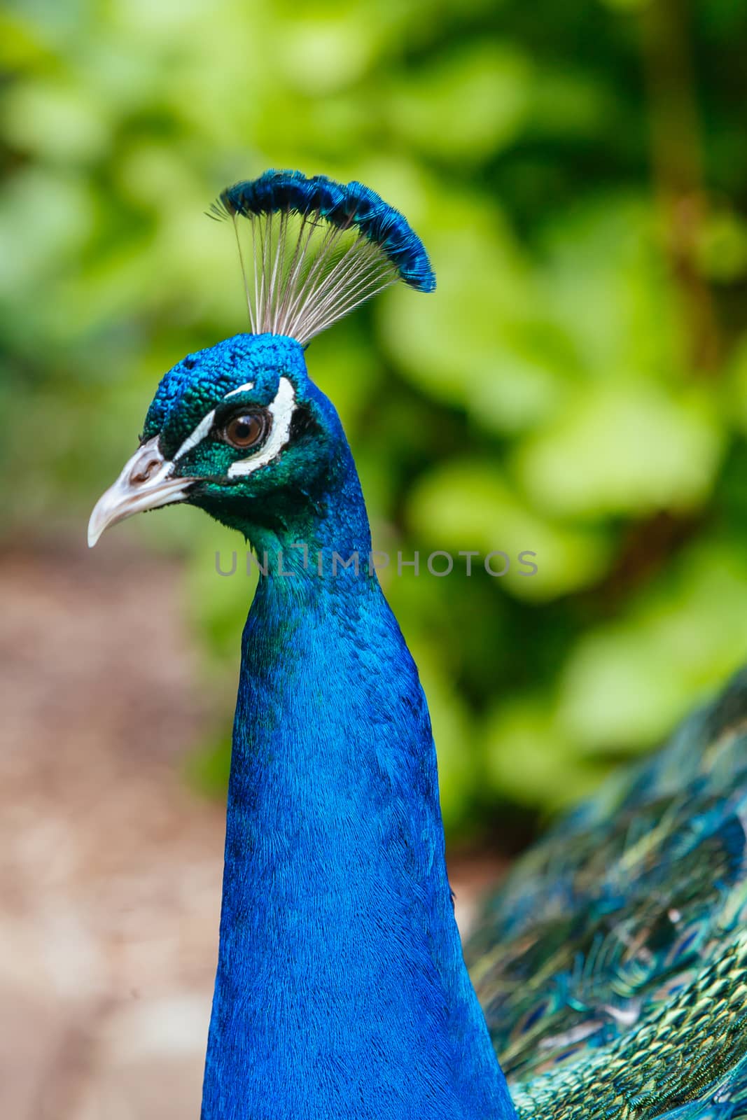 Peacock in Launceston Tasmania Australia by FiledIMAGE