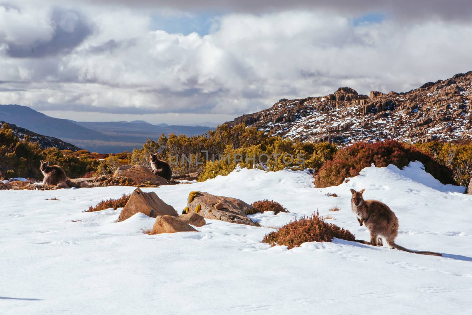 Ben Lomond Ski Resort Tasmania Australia by FiledIMAGE