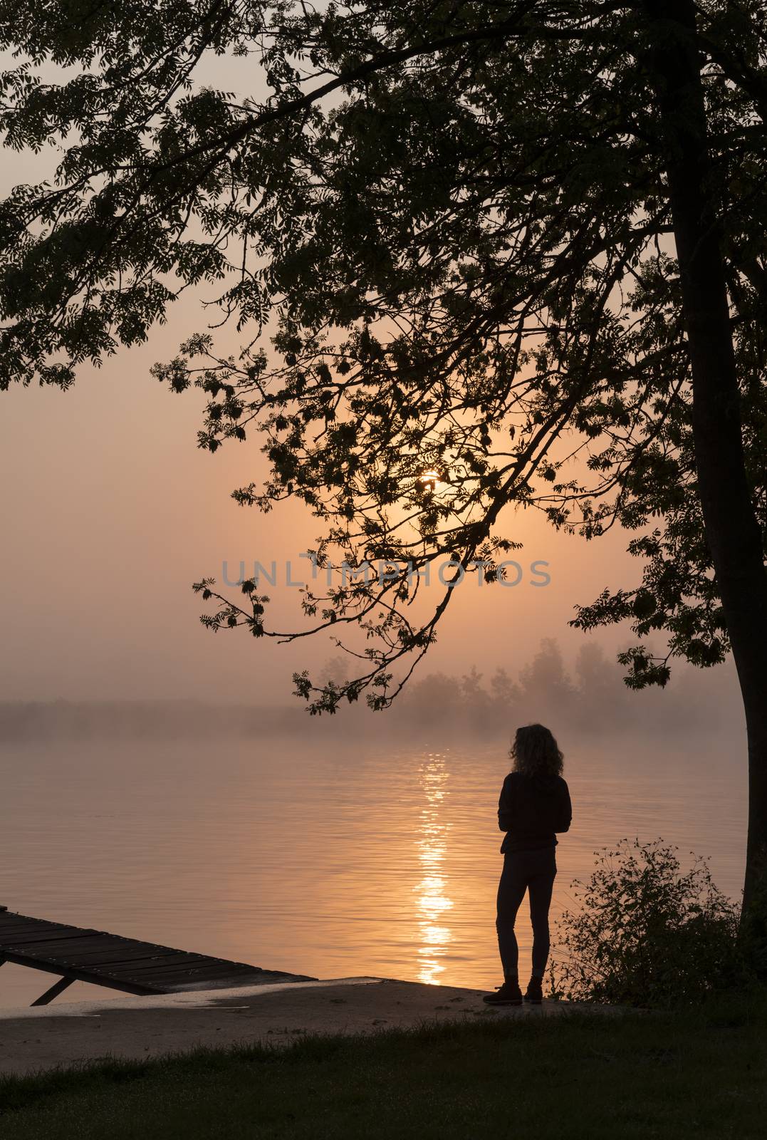 silhouette girl at wooden jetty during sunset in the early morning over the river maas in limburg in holland with the trees mist and hazy fog