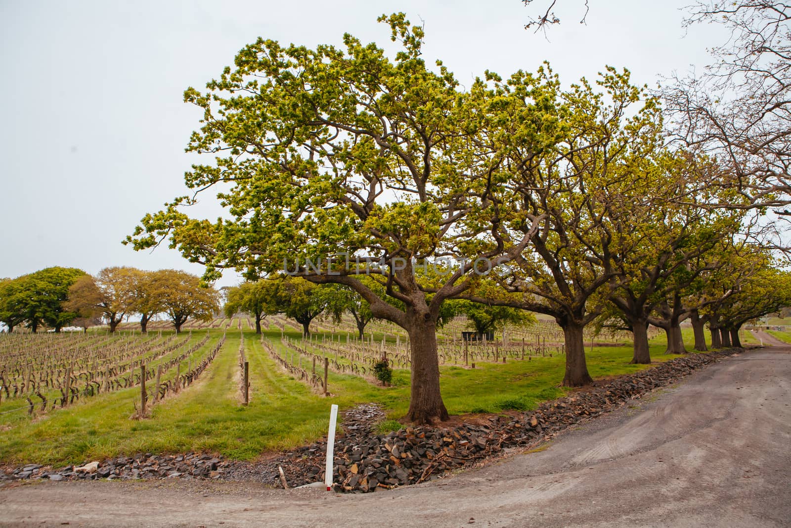 Tamar Valley winery and landscape near Launceston in Tasmania, Australia