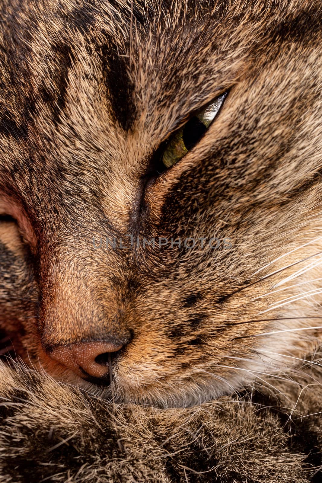 domestic green eyed tabby cat face close-up view with selective focus