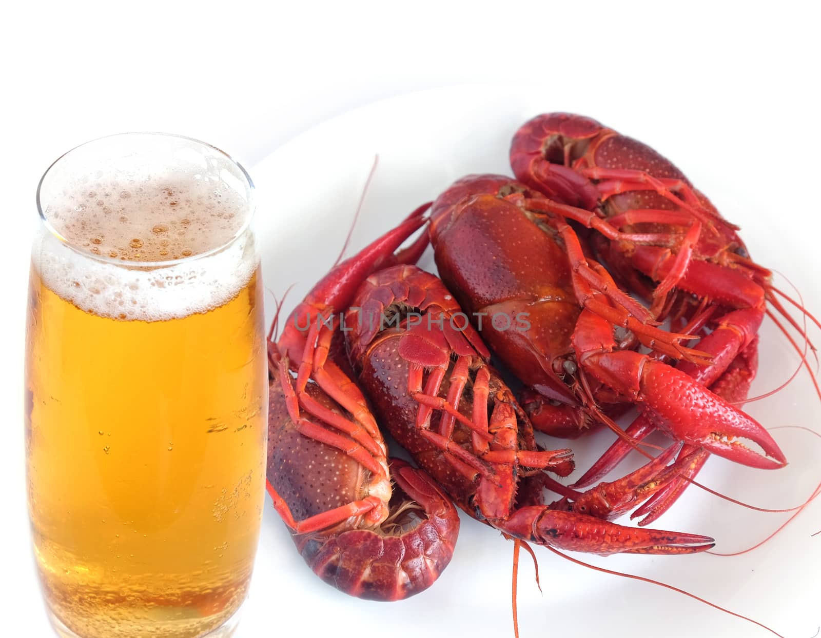 Four boiled crayfish color red and high glass of amber beer studio shot isolated on white background top view closeup by dymaxfoto