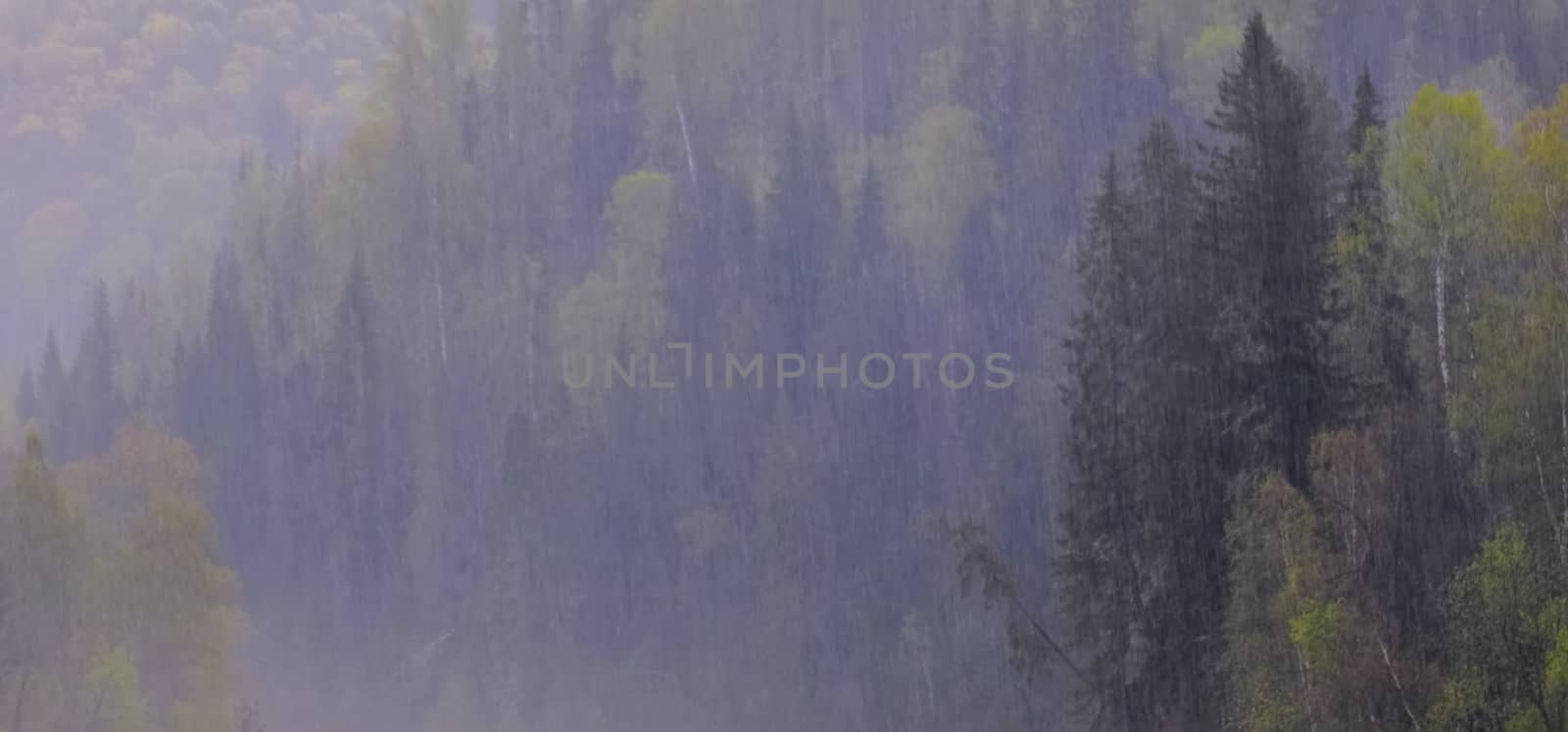 Rain in the taiga over the river. Cloudy weather in the forest.