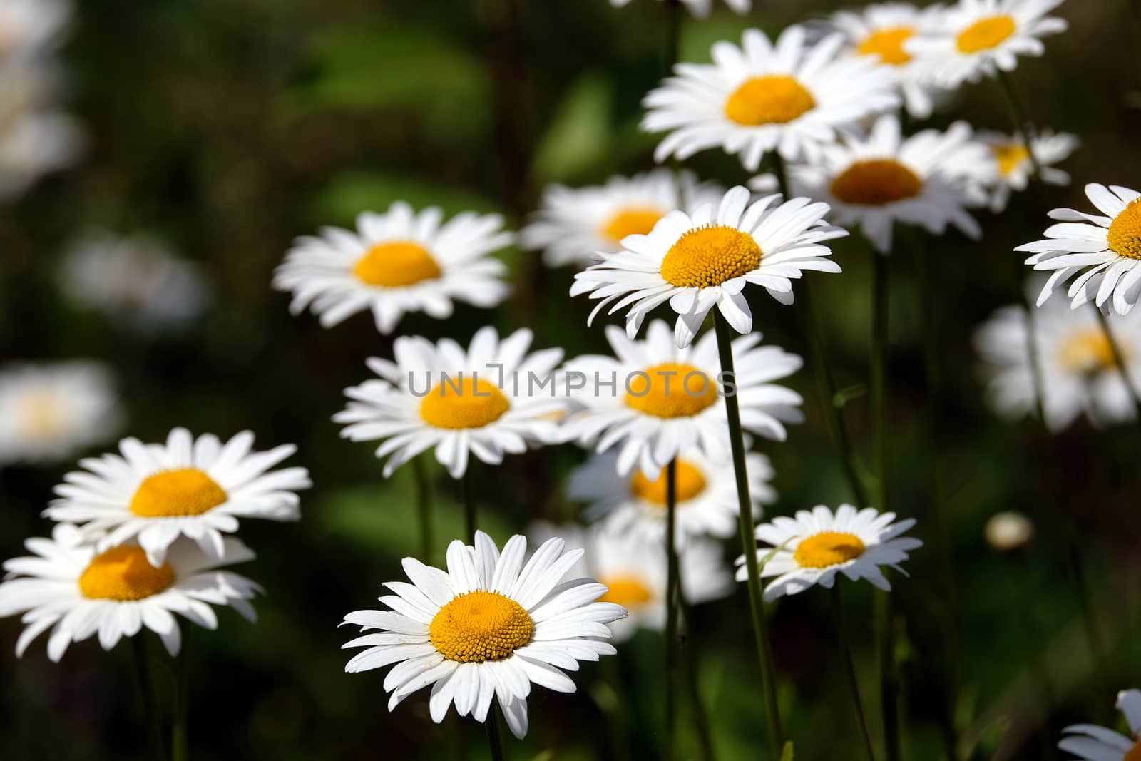 Many beautiful wild field chamomile flowers with white petals on meadow in summer day perspective view closeup