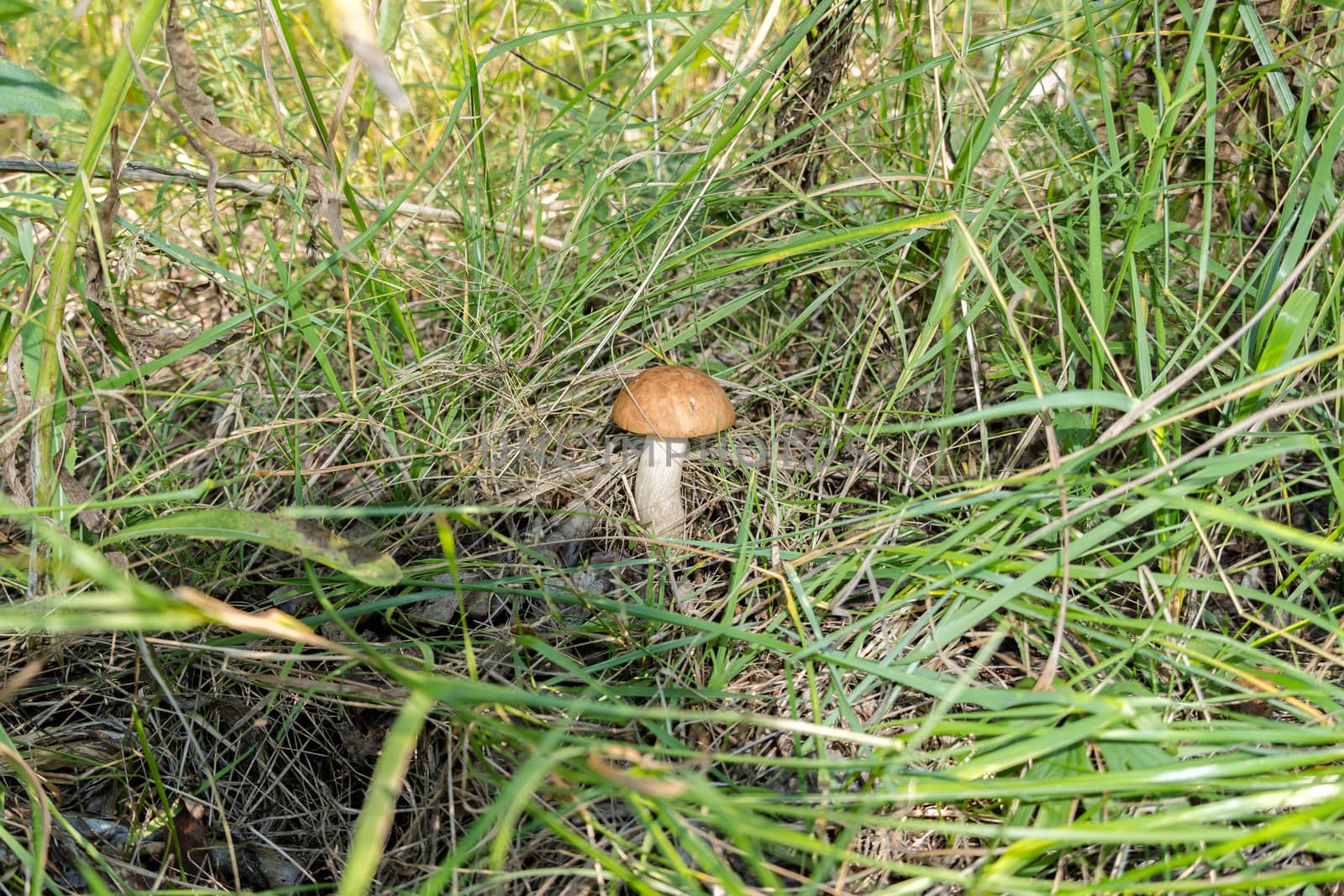 Growing mushroom in the forest in the grass. Forest fruits and plants.