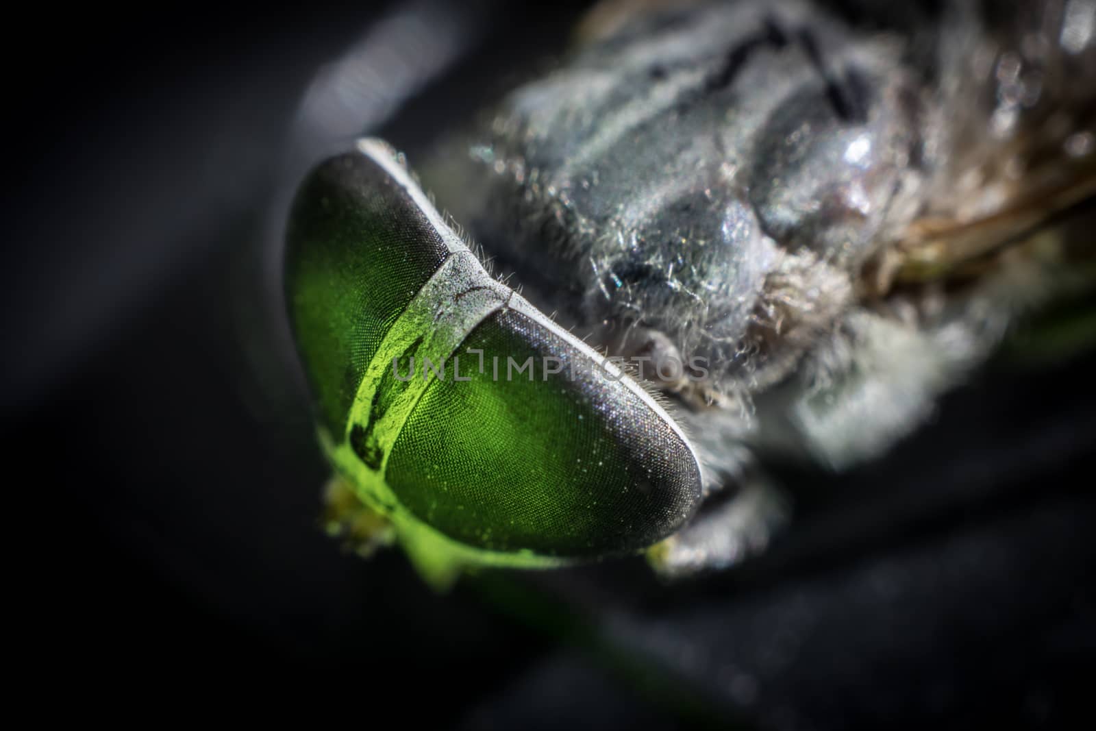 Horsefly or Gadfly or Horse Fly Diptera Insect Macro. Selective focus. Mixed light