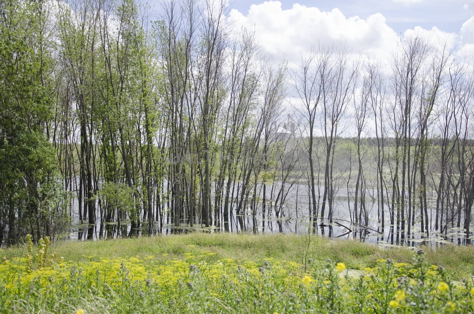 A group of trees on an early summer's day in a rural park.