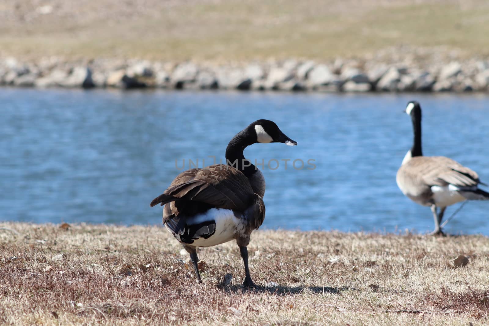 Wild Goose playing in the Ta-Ha-Zouka Park . High quality photo