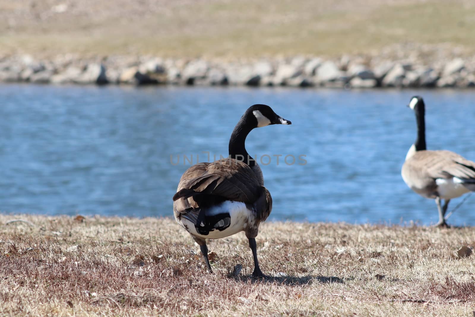 Wild Goose playing in the Ta-Ha-Zouka Park . High quality photo