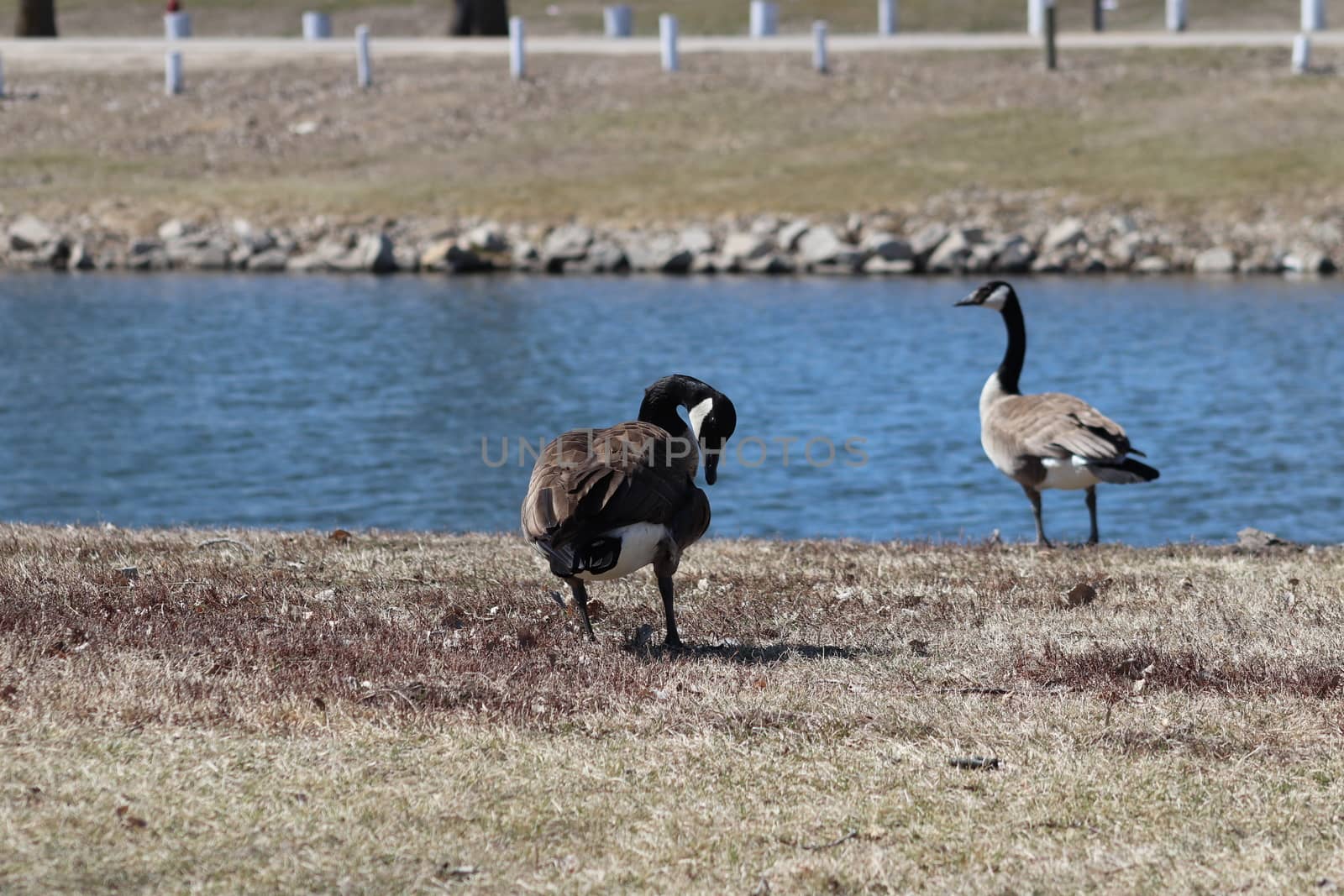 Wild Goose playing in the Ta-Ha-Zouka Park by gena_wells