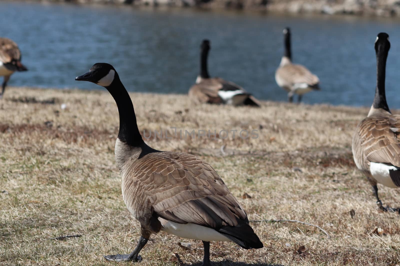 Wild Goose playing in the Ta-Ha-Zouka Park by gena_wells