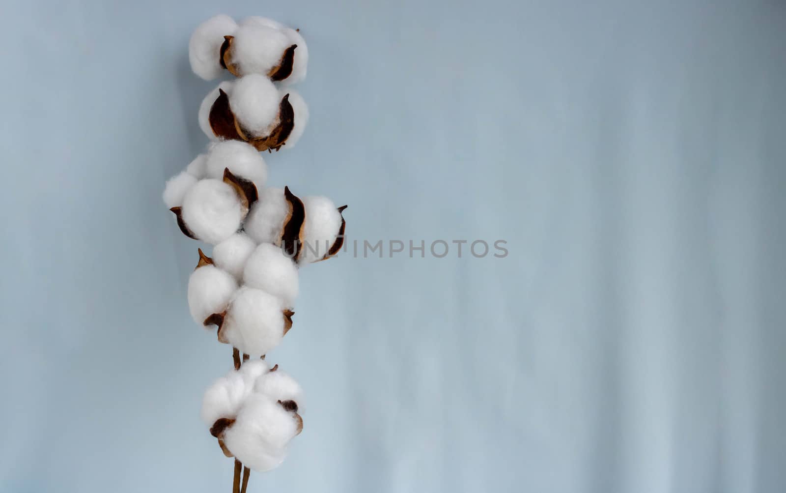 A sprig of cotton against a soft blue fabric.Space for your text by lapushka62