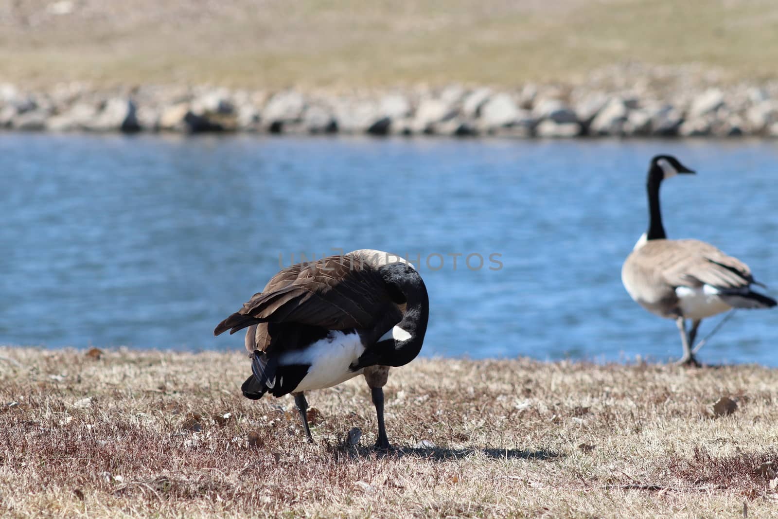 Wild Goose playing in the Ta-Ha-Zouka Park . High quality photo