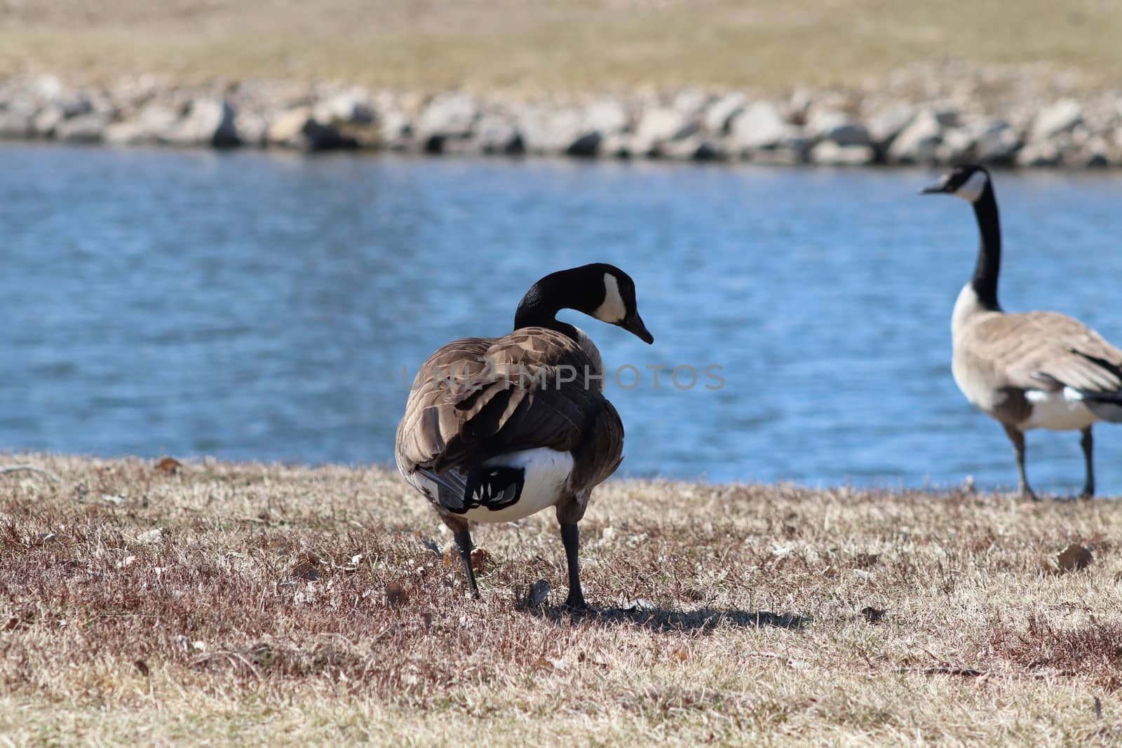 Wild Goose playing in the Ta-Ha-Zouka Park . High quality photo