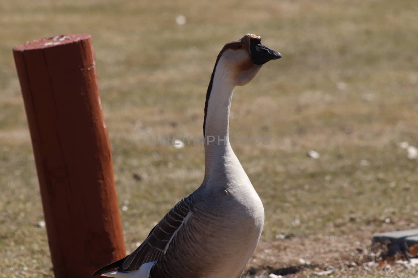 Wild Goose playing in the Ta-Ha-Zouka Park . High quality photo