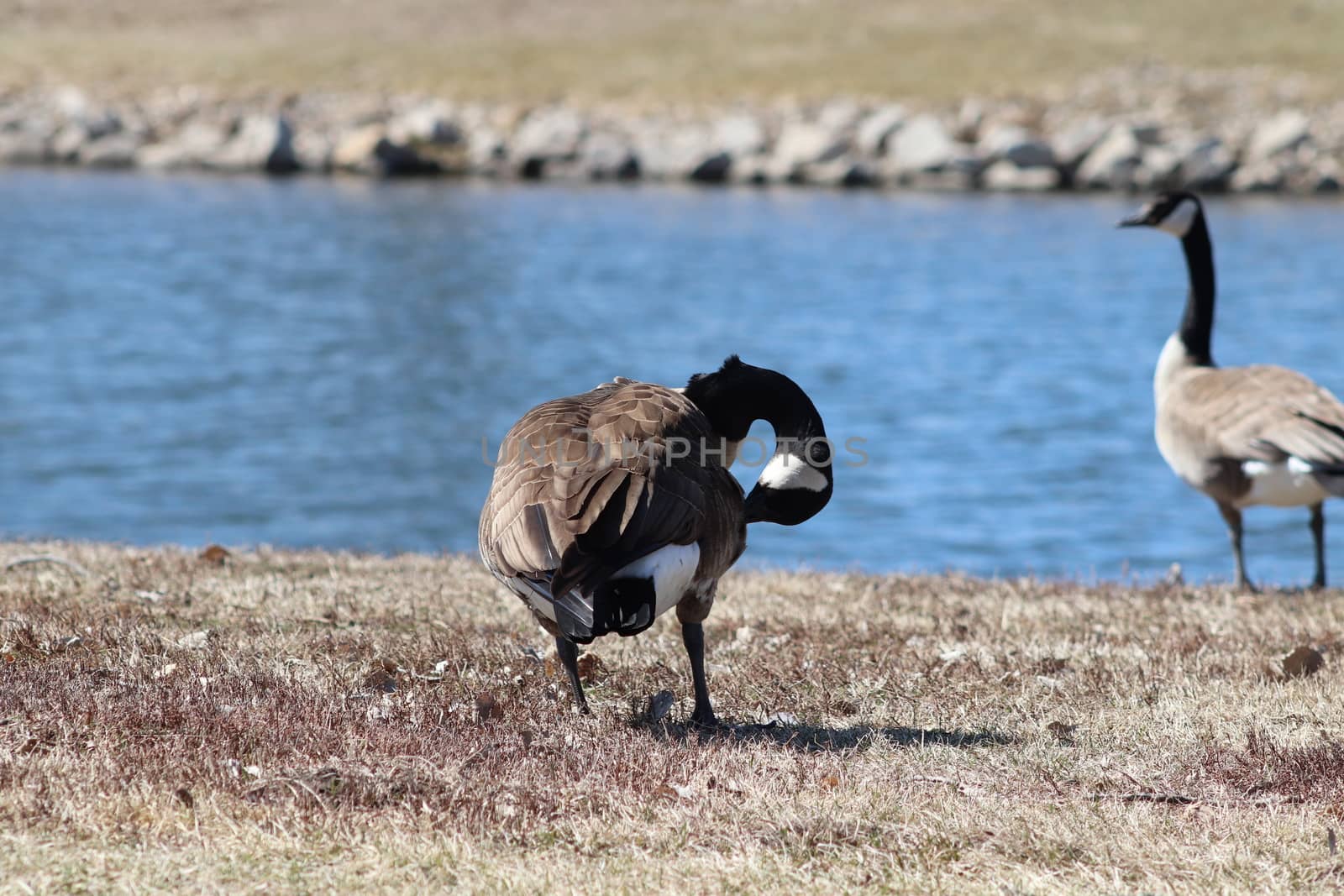 Wild Goose playing in the Ta-Ha-Zouka Park by gena_wells