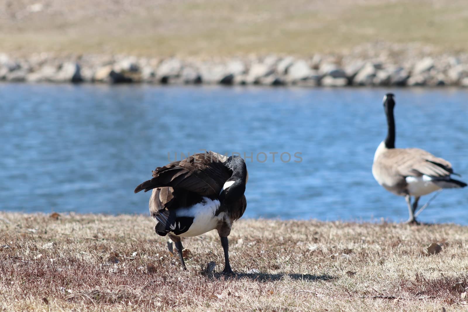 Wild Goose playing in the Ta-Ha-Zouka Park by gena_wells