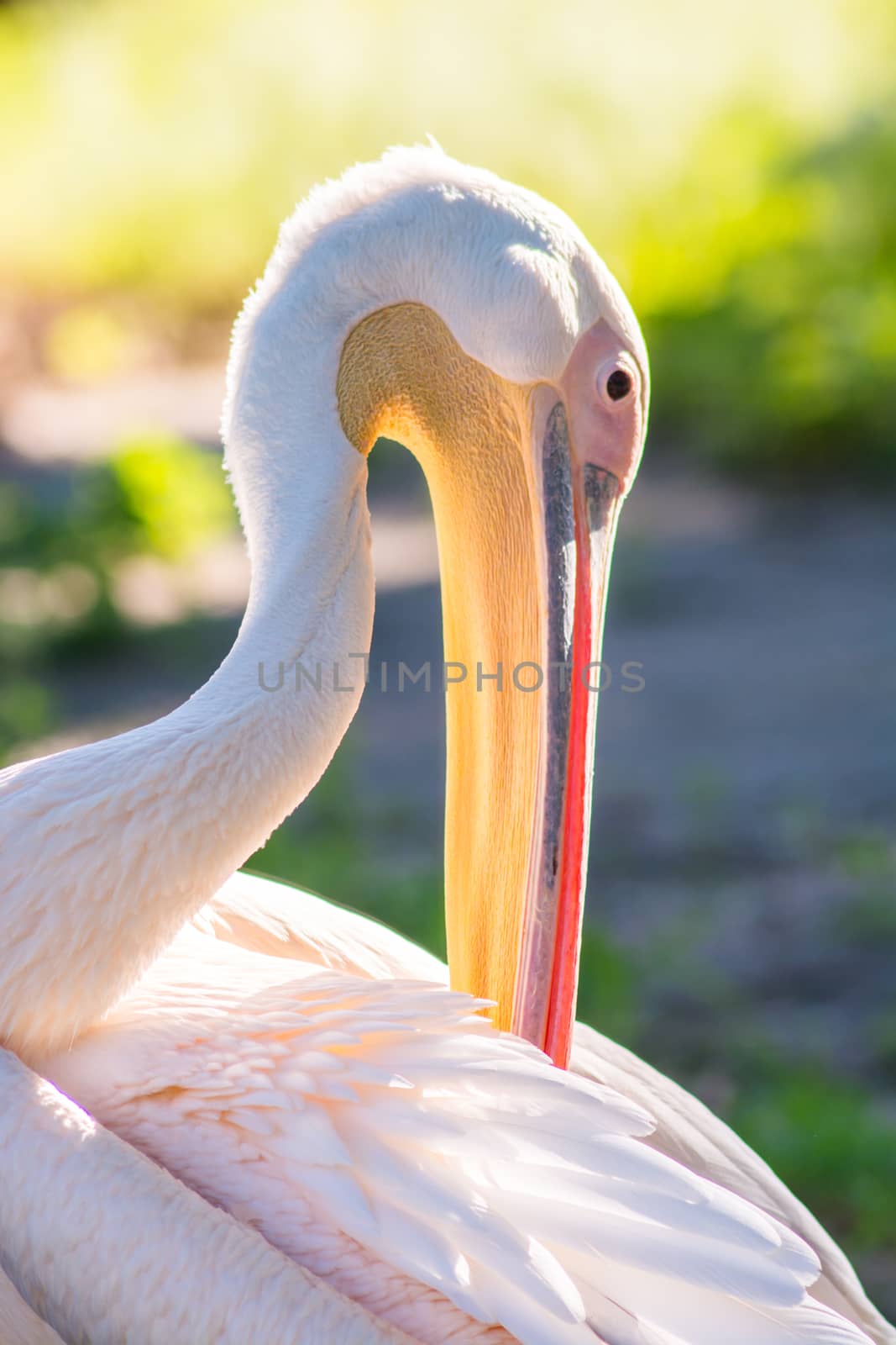 Pink pelican in natural nature close-up by Yurii73