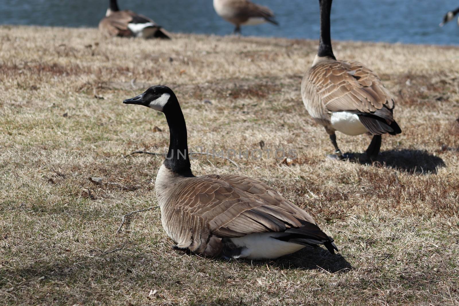 Wild Goose playing in the Ta-Ha-Zouka Park by gena_wells