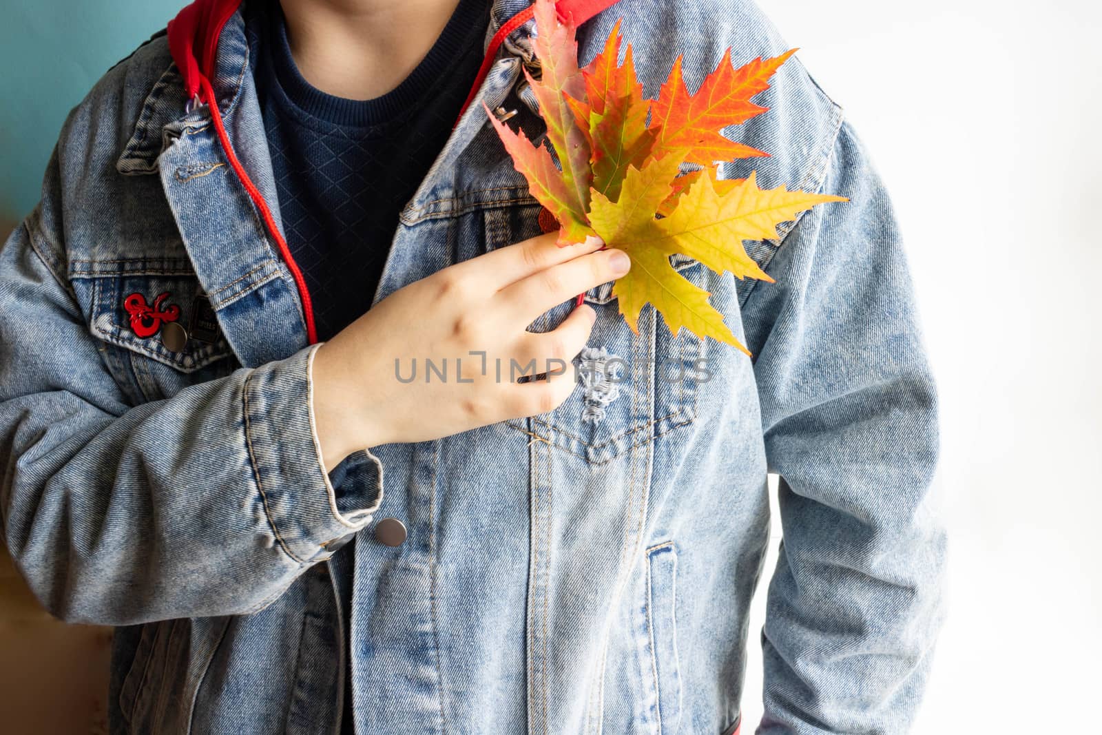 Beautiful multicolored autumn maple leaves in the hands of a woman in a denim jacket.