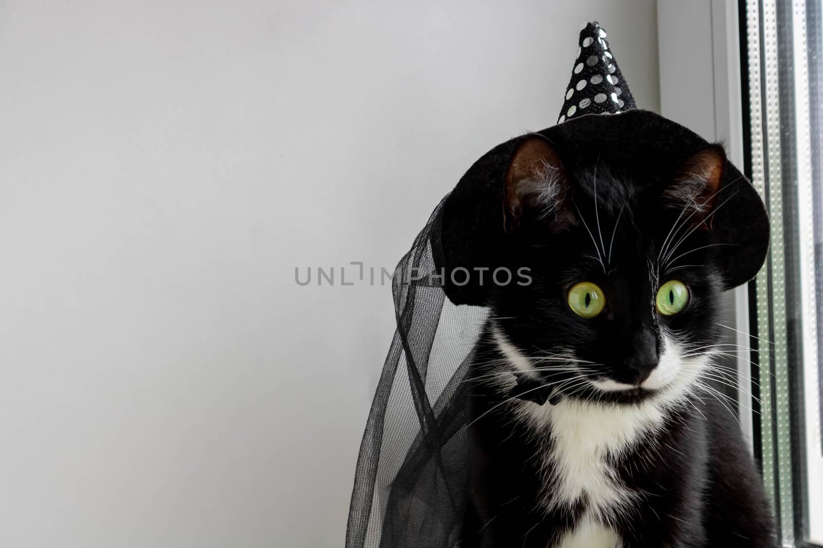 A black cat with green eyes in a witch's hat. The Concept Of Halloween by lapushka62
