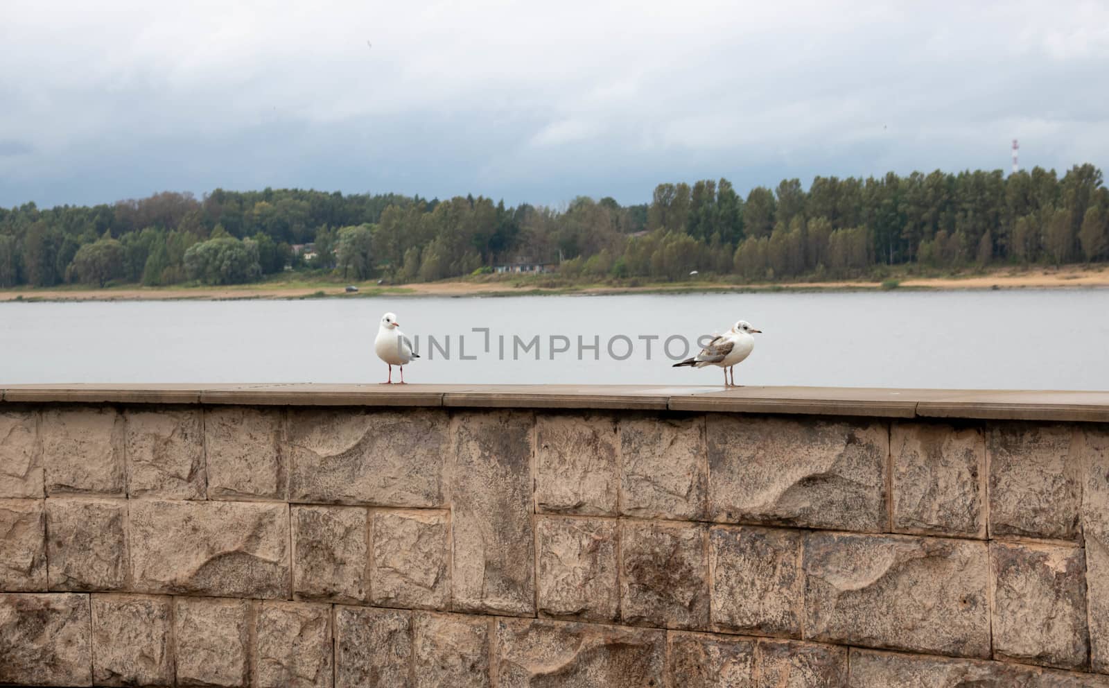 Two river gulls roam the parapet by the river on a cloudy autumn day.