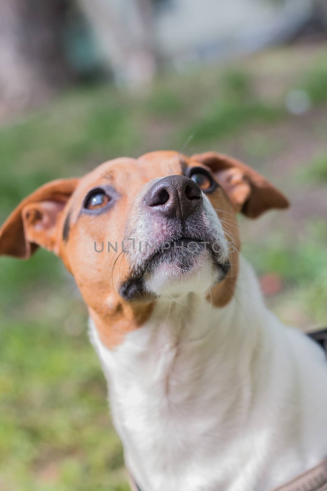 Jack Russell Terrier with a curious look. Curious dog. Expressive dog eyes look up. Pet. Four-legged friend. Macro portrait of a dog.