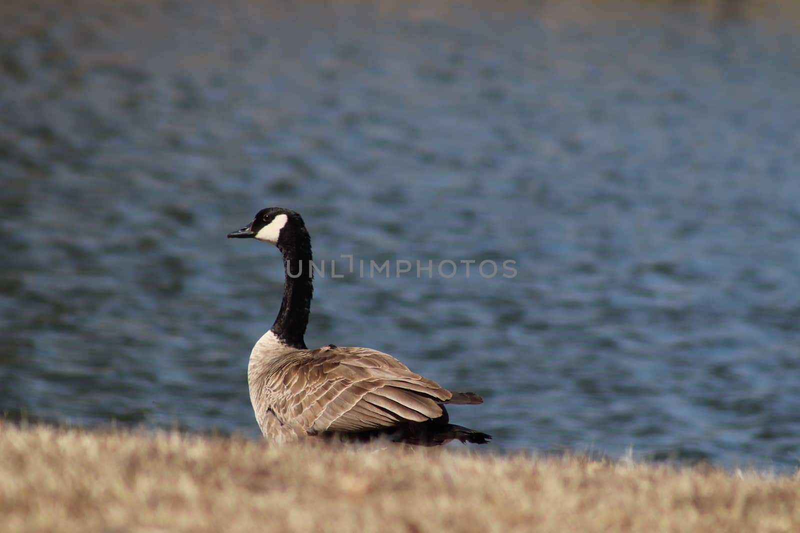 Wild Goose playing in the Ta-Ha-Zouka Park . High quality photo