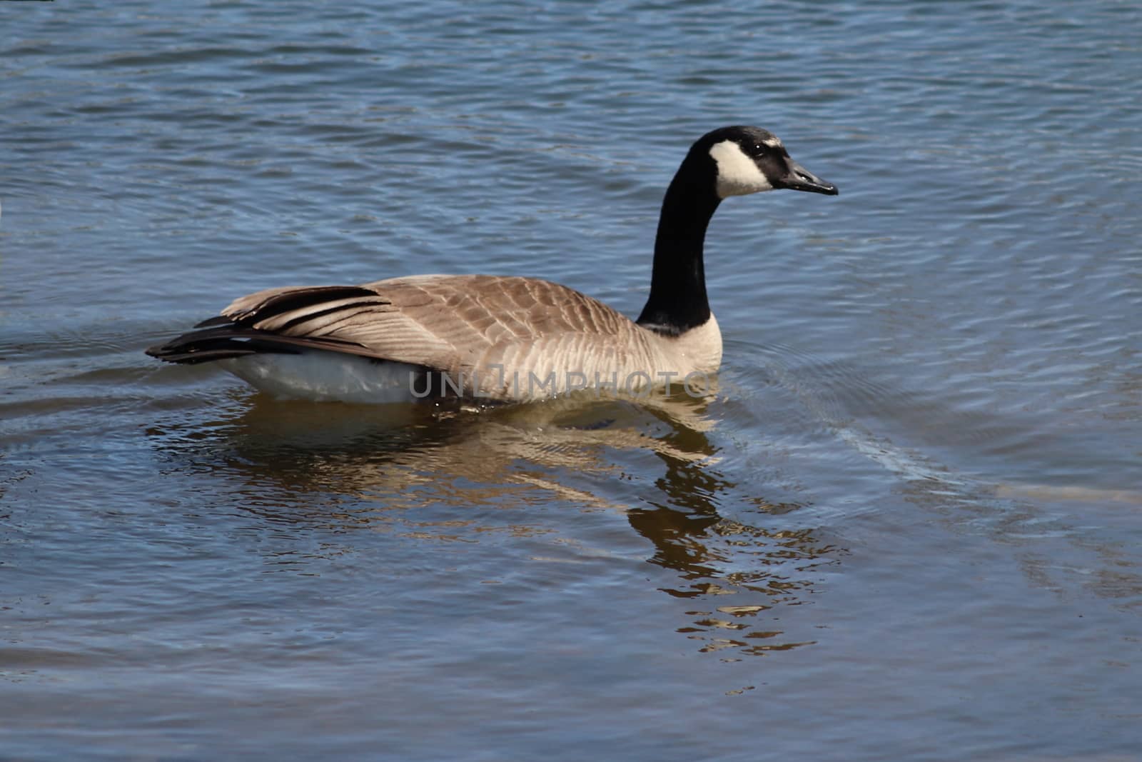 Wild Goose playing in the Ta-Ha-Zouka Park  by gena_wells