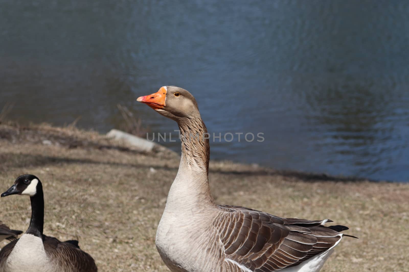 Wild Goose playing in the Ta-Ha-Zouka Park . High quality photo