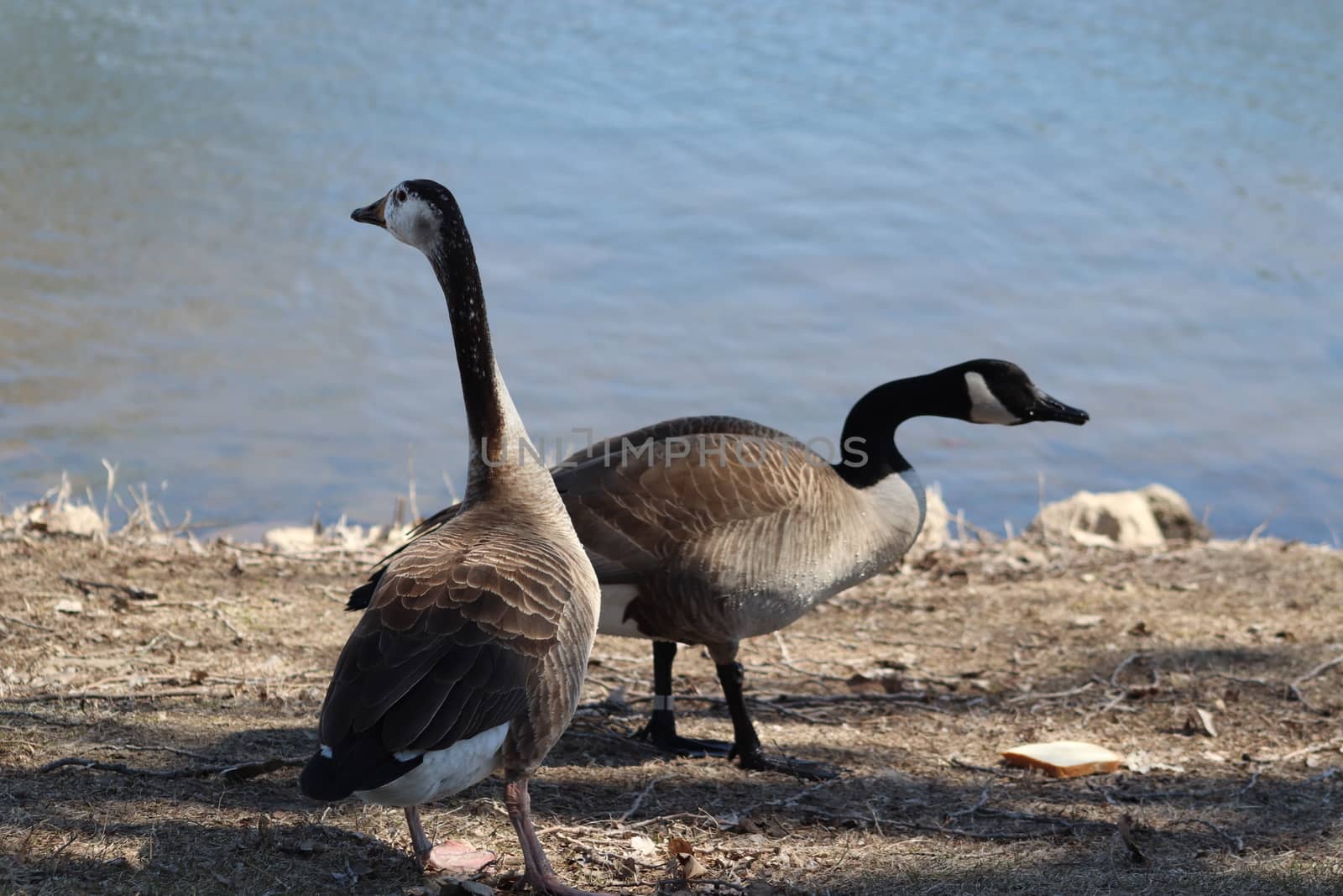 Wild Goose playing in the Ta-Ha-Zouka Park . High quality photo