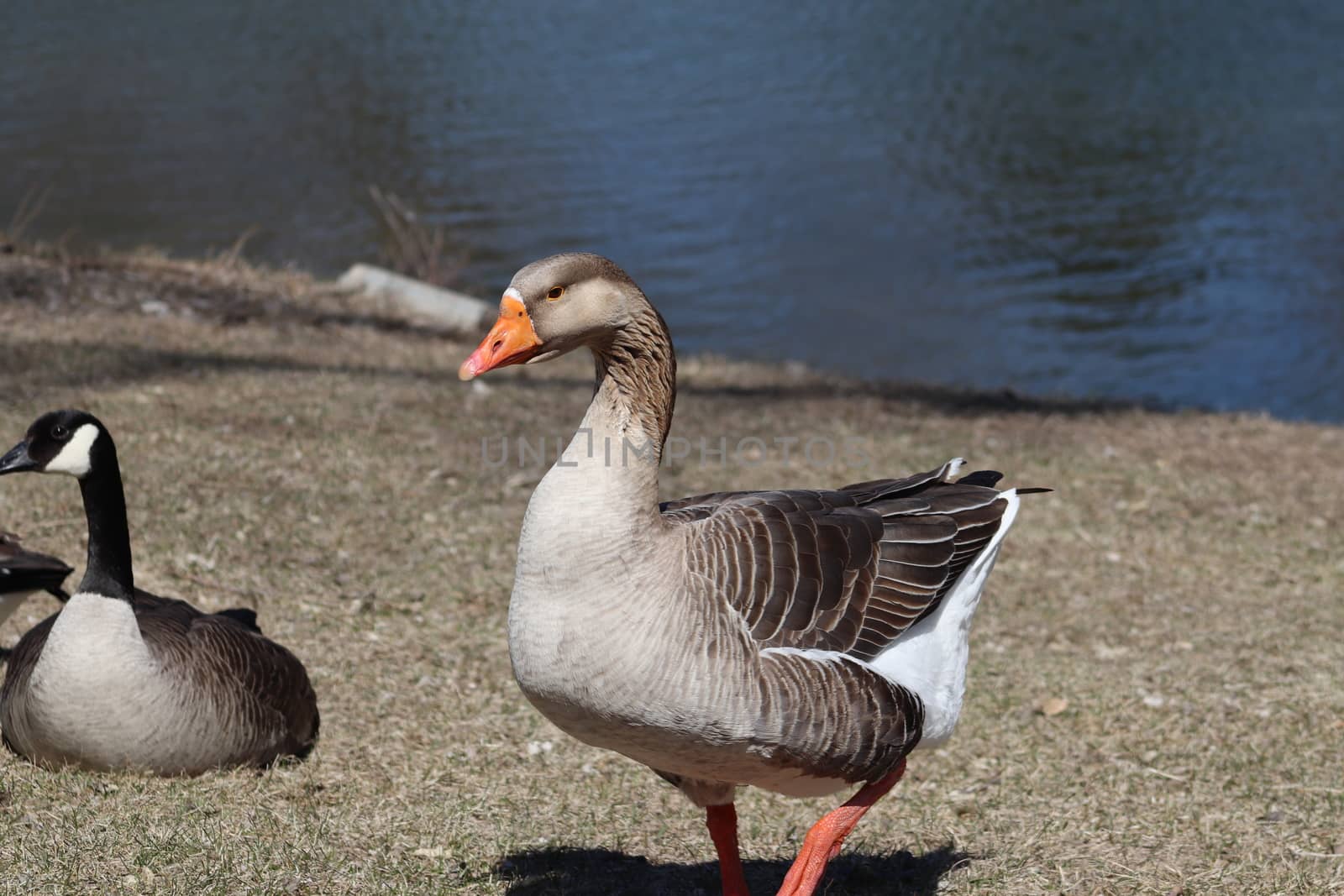 Wild Goose playing in the Ta-Ha-Zouka Park . High quality photo