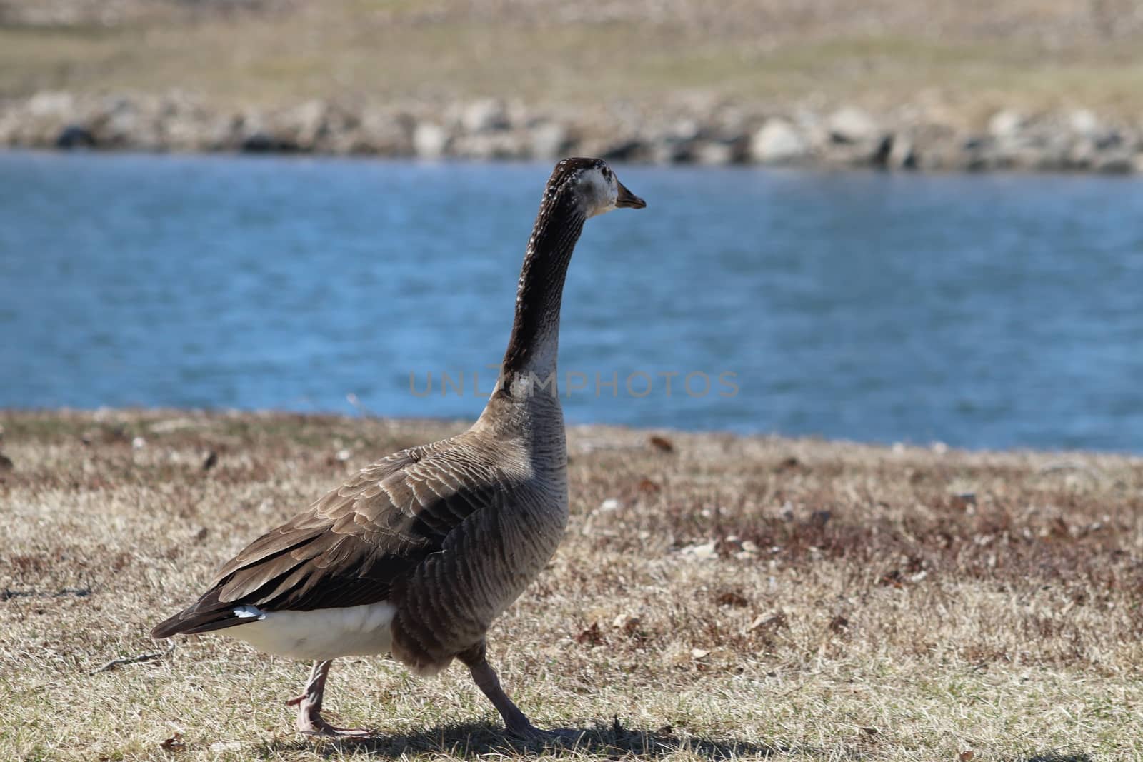 Wild Goose playing in the Ta-Ha-Zouka Park by gena_wells