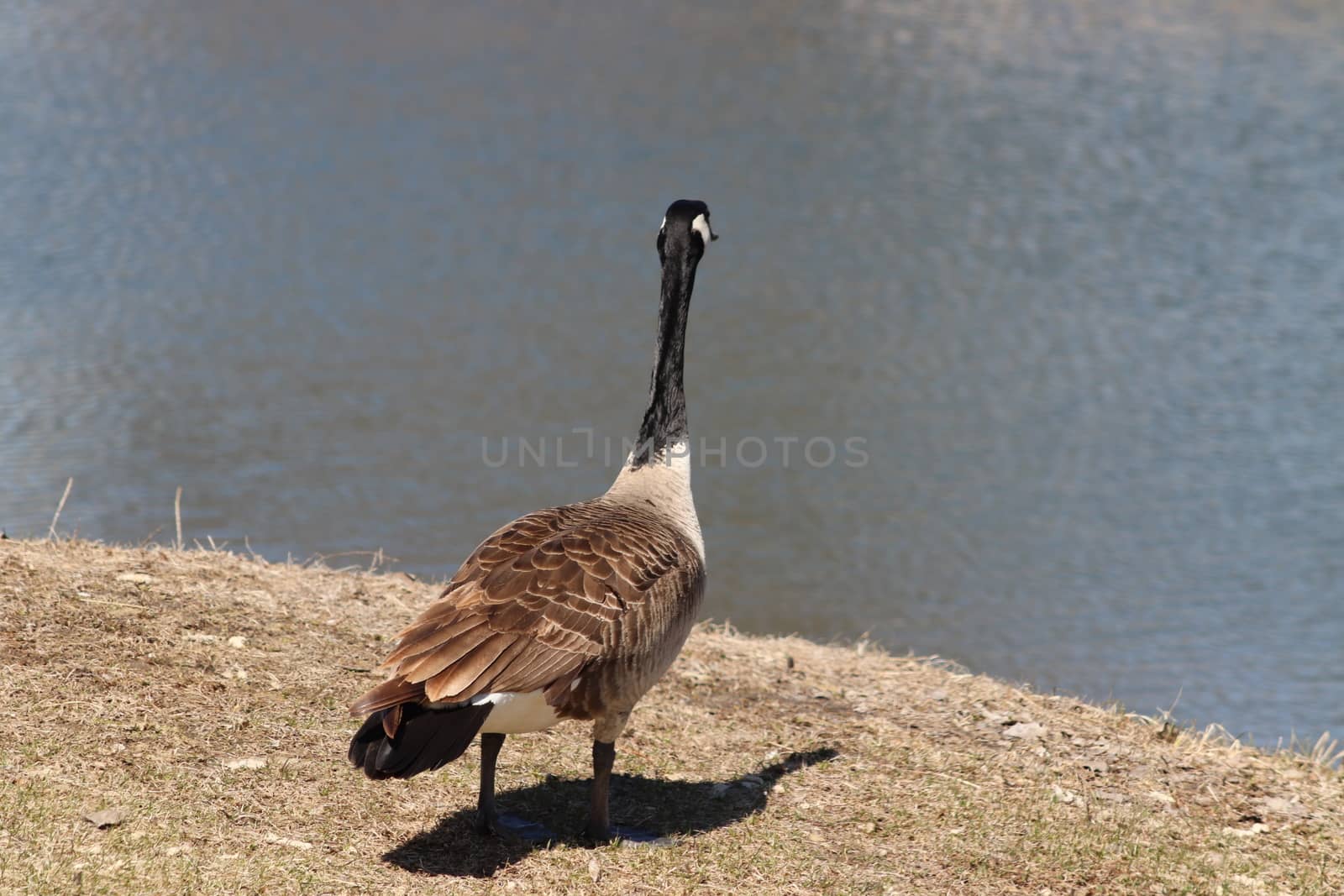 Wild Goose playing in the Ta-Ha-Zouka Park . High quality photo