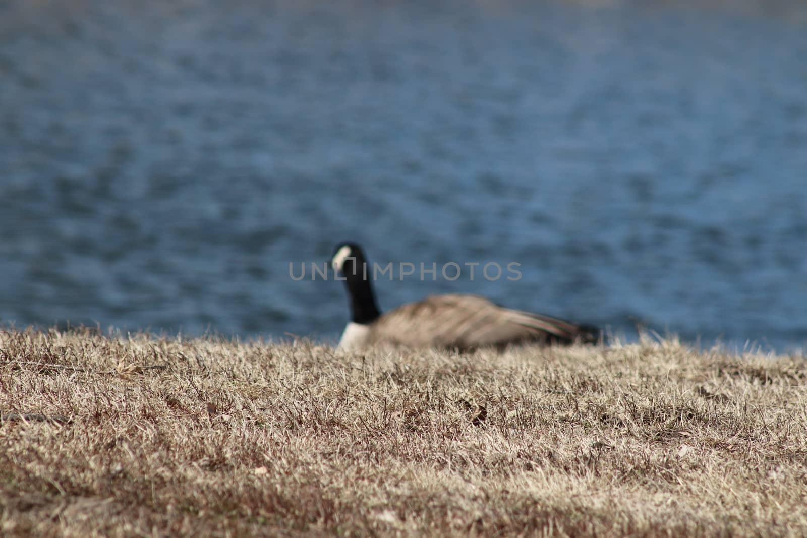 Wild Goose playing in the Ta-Ha-Zouka Park . High quality photo