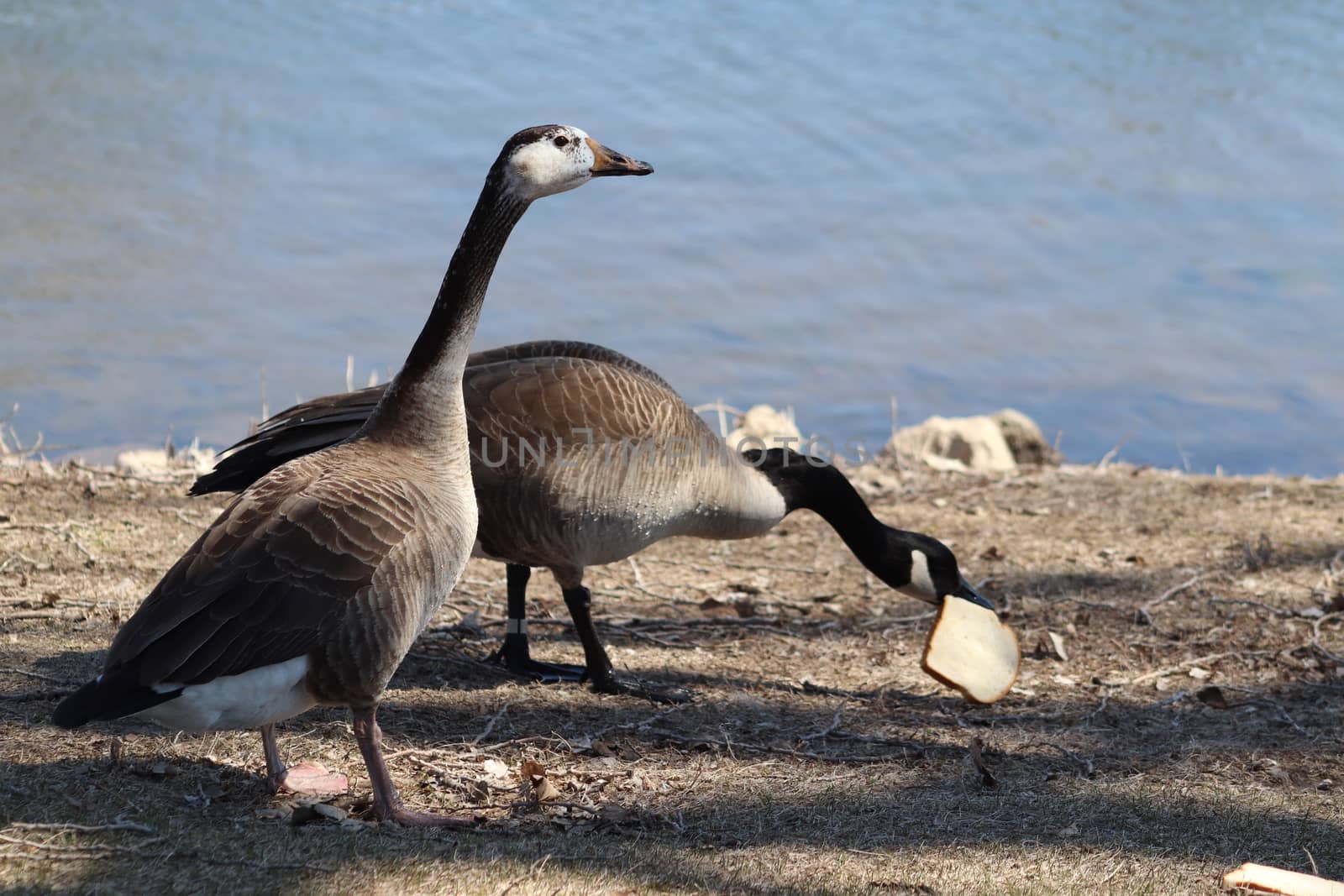 Wild Goose playing in the Ta-Ha-Zouka Park . High quality photo