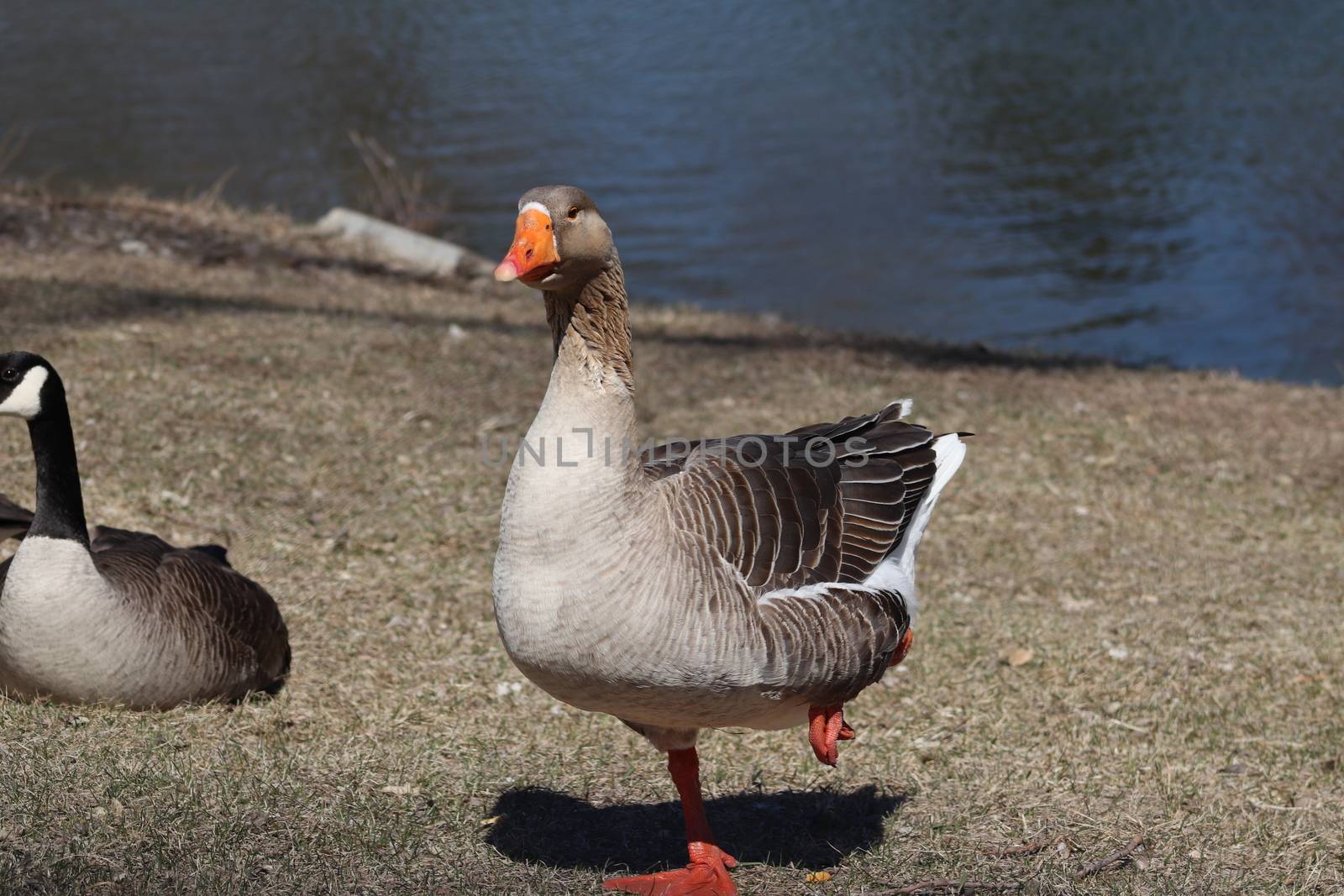 Wild Goose playing in the Ta-Ha-Zouka Park by gena_wells