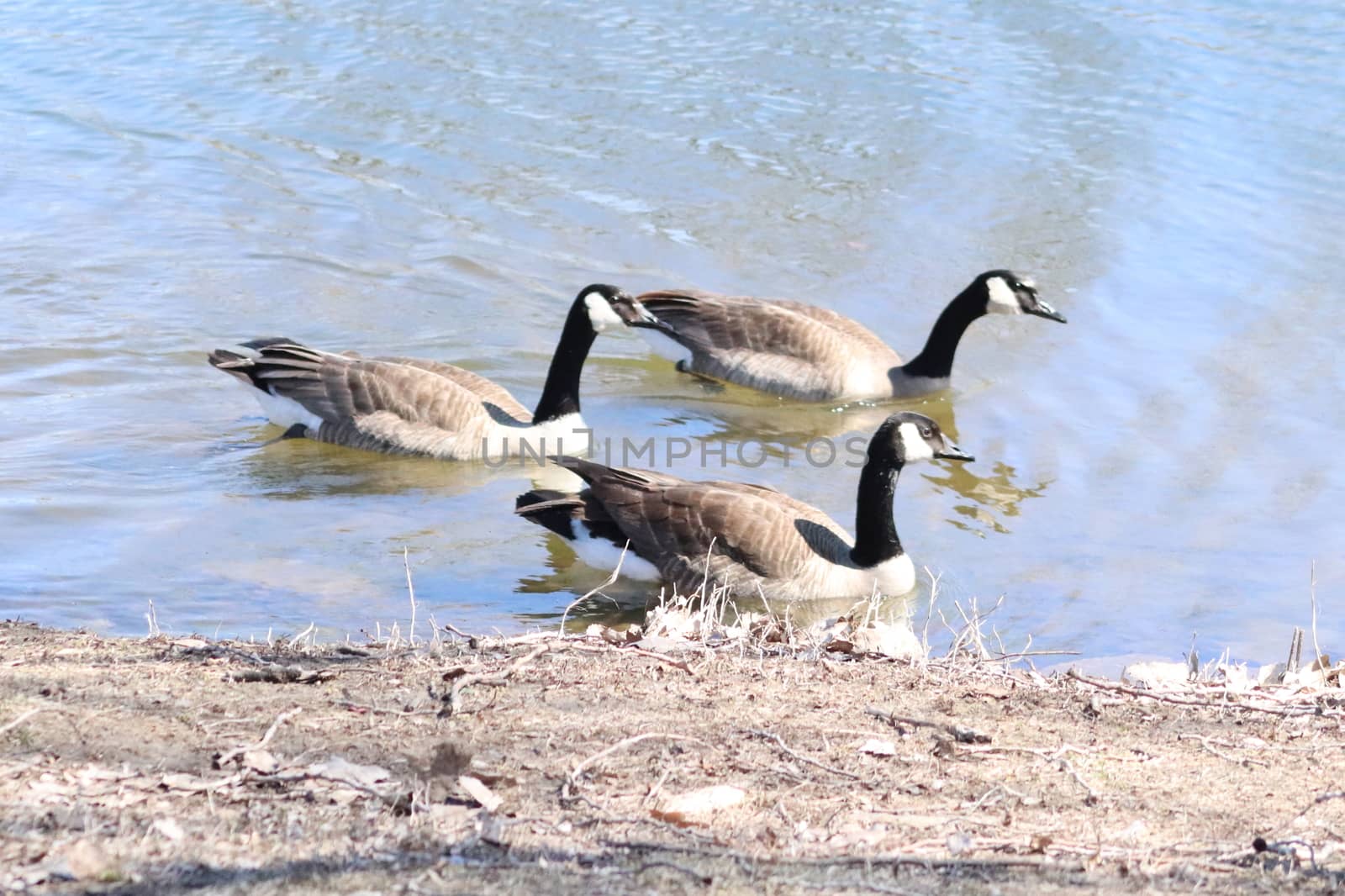 Wild Goose playing in the Ta-Ha-Zouka Park . High quality photo